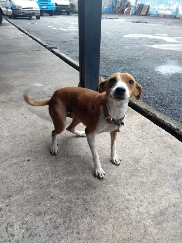 Cachorro raça vira lata idade 3 anos nome Juju