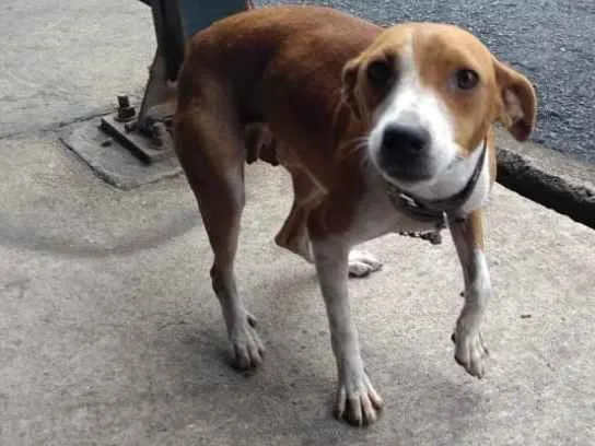 Cachorro raça vira lata idade 3 anos nome Juju