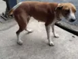 Juju