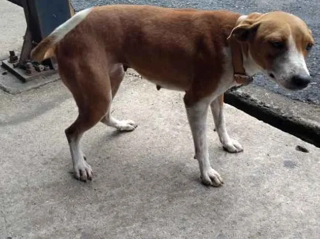 Cachorro raça vira lata idade 3 anos nome Juju
