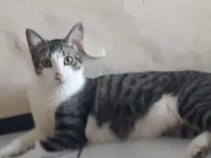 Gato raça Srd idade 7 a 11 meses nome Pavê