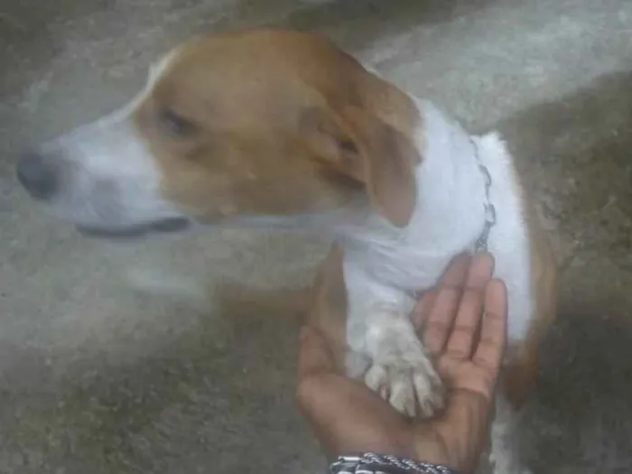 Cachorro raça vira lata idade 3 anos nome Juju