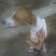 Juju