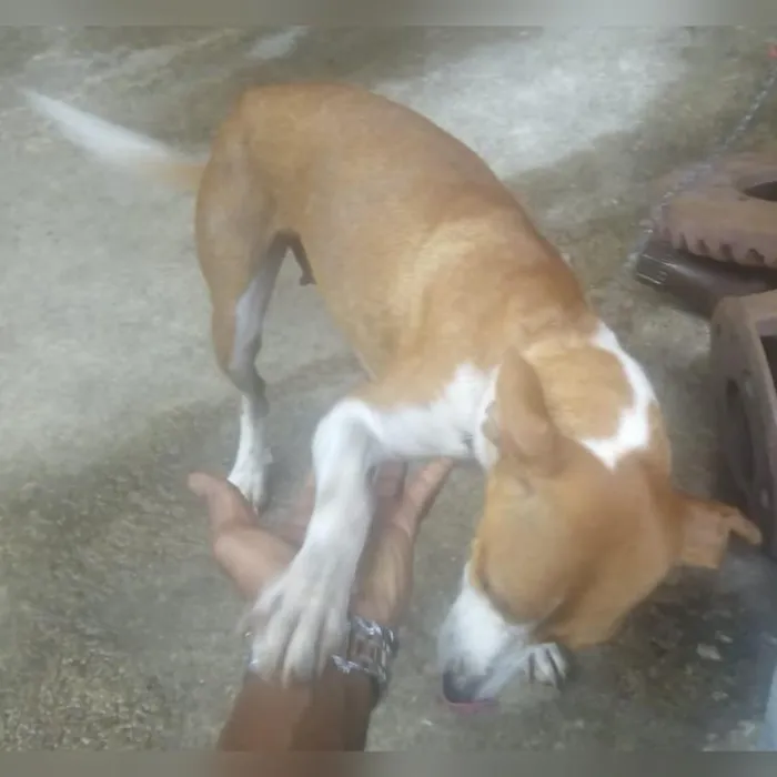 Cachorro raça vira lata idade 3 anos nome Juju