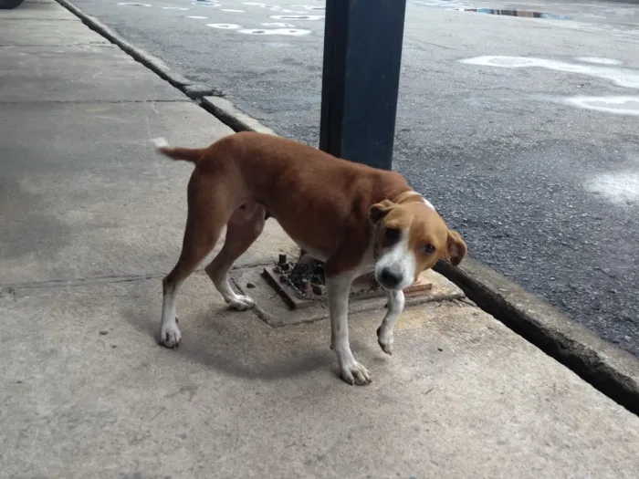 Cachorro raça vira lata idade 3 anos nome Juju