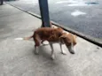Juju