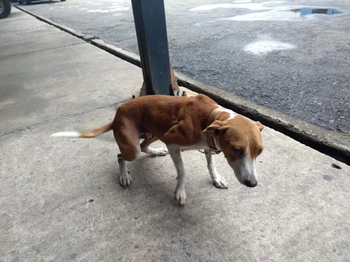 Cachorro raça vira lata idade 3 anos nome Juju