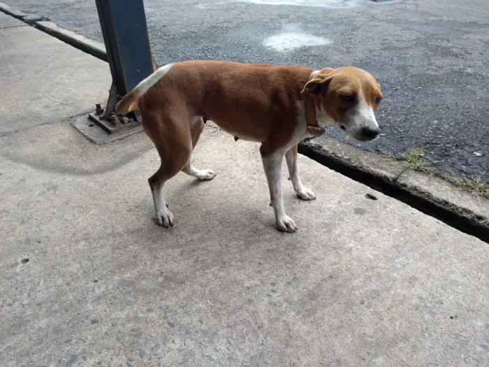 Cachorro raça vira lata idade 3 anos nome Juju