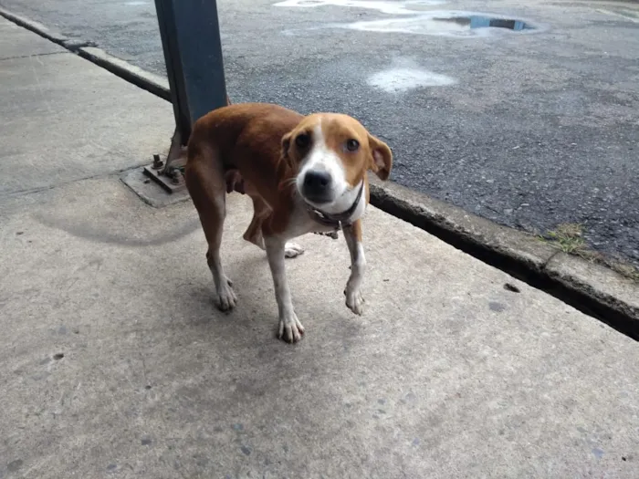 Cachorro raça vira lata idade 3 anos nome Juju