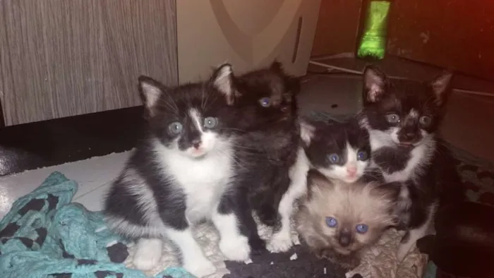Gato ra a Nao tem idade Abaixo de 2 meses nome Ainda nao tem nome 