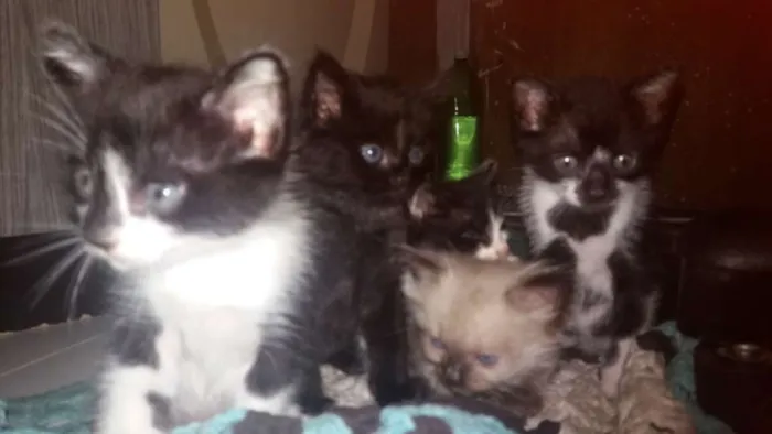 Gato ra a Nao tem idade Abaixo de 2 meses nome Ainda nao tem nome 