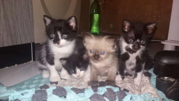 Gato ra a Nao tem idade Abaixo de 2 meses nome Ainda nao tem nome 