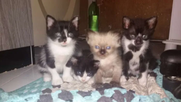 Gato ra a Nao tem idade Abaixo de 2 meses nome Ainda nao tem nome 
