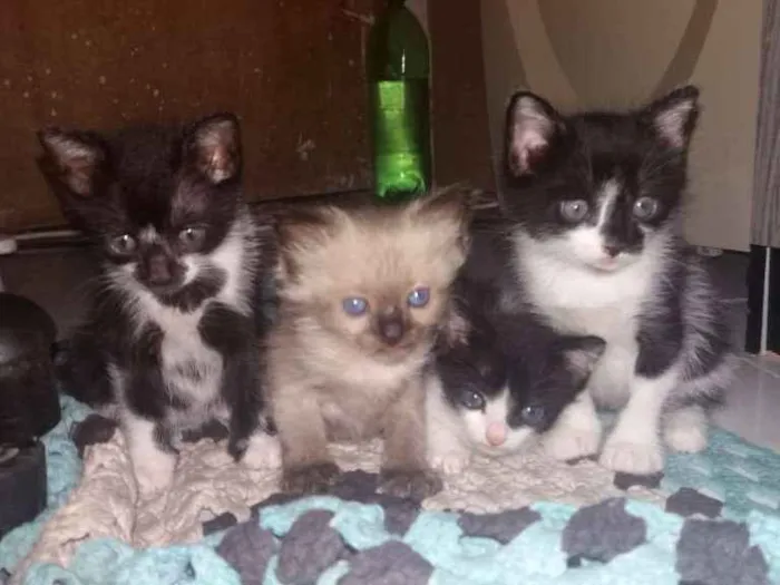 Gato ra a Nao tem idade Abaixo de 2 meses nome Ainda nao tem nome 