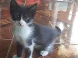 Gato raça vira lata idade 7 a 11 meses nome sem nome ainda 