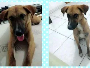 Cachorro raça SRD idade 1 ano nome Simba