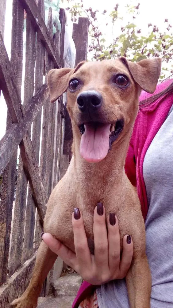 Cachorro raça Pinscher idade 3 anos nome Pipoca