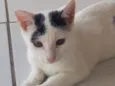 Pituxa
