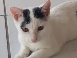 Gato raça Srd idade 2 a 6 meses nome Pituxa