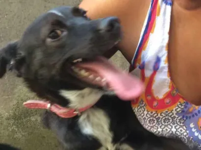 Cachorro raça Vira-lata idade 2 anos nome Lua