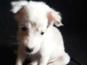 Cachorro raça  idade 2 a 6 meses nome Branquinha