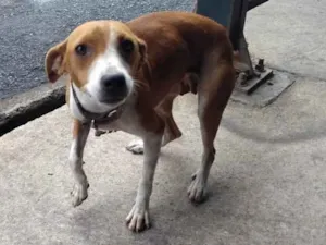 Cachorro raça vira lata idade 3 anos nome Juju