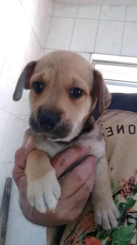 Cachorro ra a SRD idade 2 a 6 meses nome GUTA