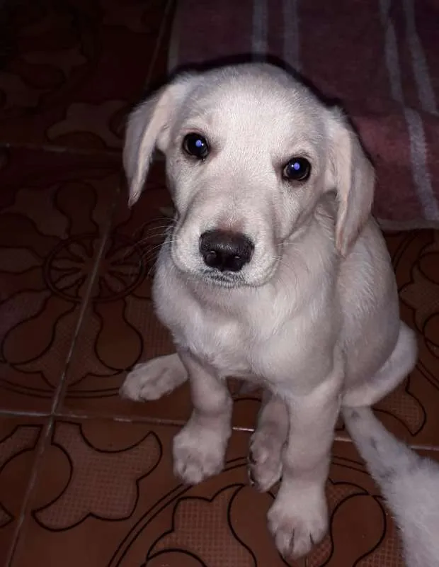 Cachorro ra a SRD idade 2 a 6 meses nome JOTINHA