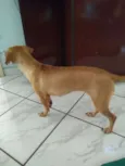 Pipoca