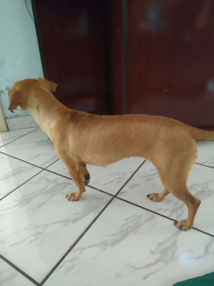 Cachorro raça Pinscher idade 3 anos nome Pipoca