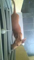 Muçarela