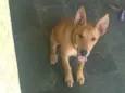 Muçarela