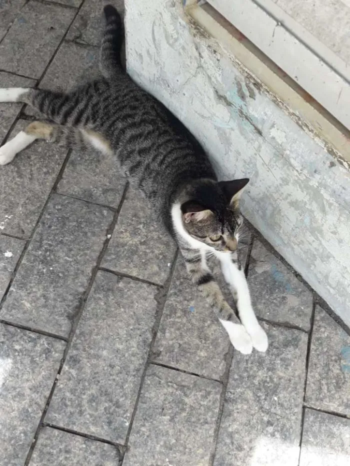 Gato ra a vira latinha idade 2 a 6 meses nome flor