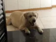 Toby