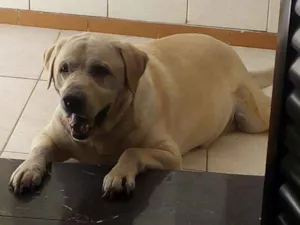 Cachorro raça Labrador idade 5 anos nome Toby