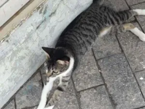 Gato raça vira latinha idade 2 a 6 meses nome flor