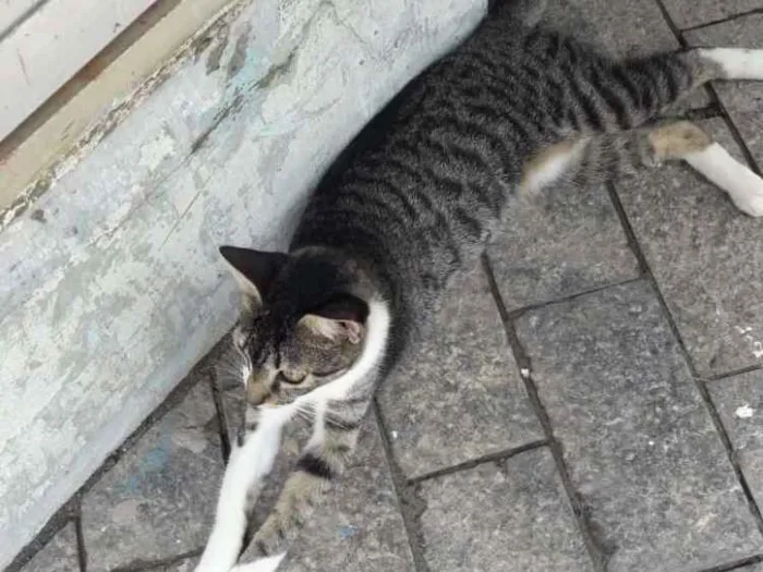 Gato ra a vira latinha idade 2 a 6 meses nome flor
