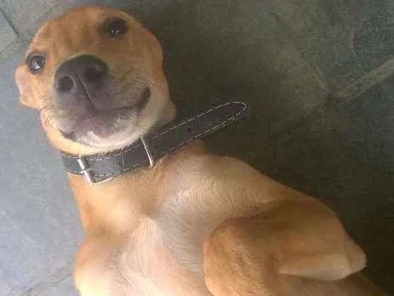 Cachorro ra a srd idade 2 a 6 meses nome Muçarela