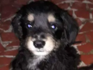 Cachorro raça SRD idade 2 a 6 meses nome FOFO