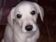 JOTINHA