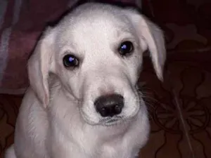 Cachorro raça SRD idade 2 a 6 meses nome JOTINHA