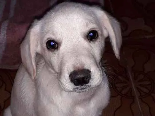 Cachorro ra a SRD idade 2 a 6 meses nome JOTINHA