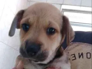 Cachorro raça SRD idade 2 a 6 meses nome GUTA