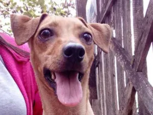 Cachorro raça Pinscher idade 3 anos nome Pipoca