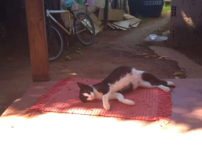 Gato raça Vira lata  idade Abaixo de 2 meses nome Não tem