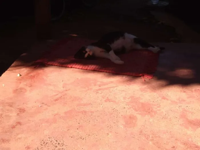 Gato raça Vira lata  idade Abaixo de 2 meses nome Não tem