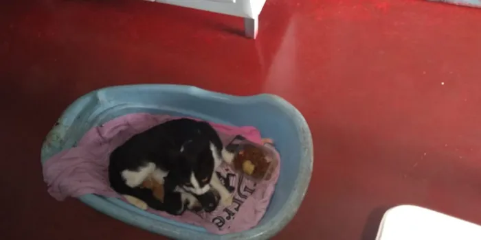 Gato raça Vira lata  idade Abaixo de 2 meses nome Não tem