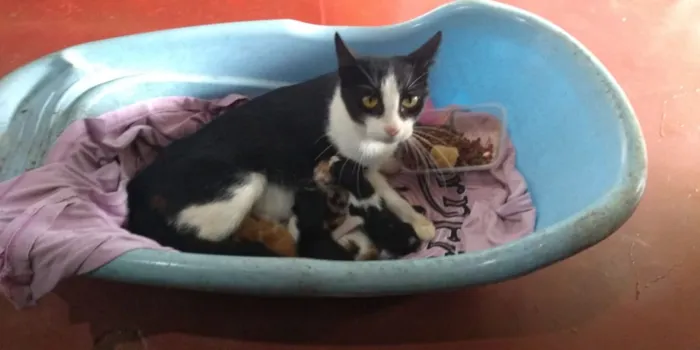 Gato raça Vira lata  idade Abaixo de 2 meses nome Não tem