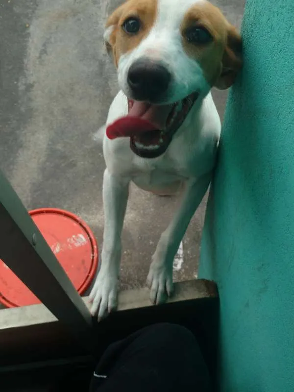 Cachorro ra a Vira-lata idade 1 ano nome Aurora