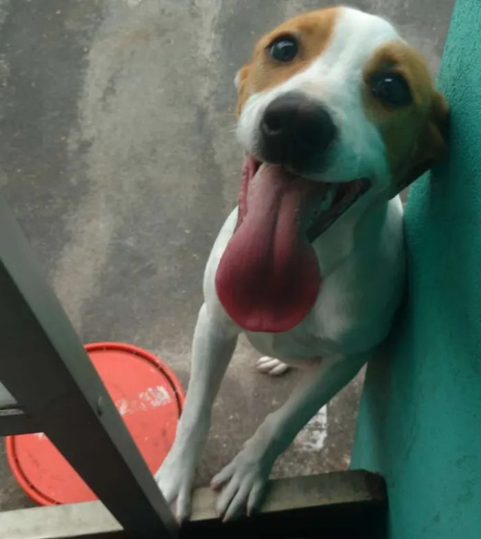 Cachorro ra a Vira-lata idade 1 ano nome Aurora